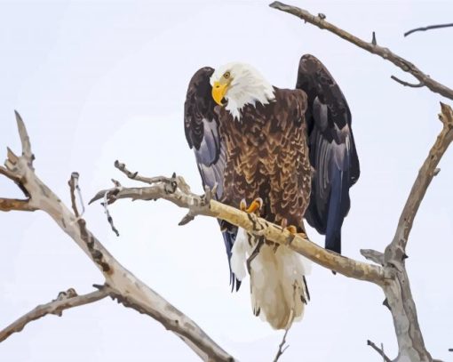 Eagle On A Tree Branch paint by numbers