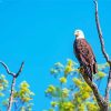 Eagle On A Tree paint by number