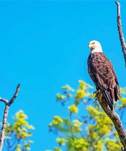 Eagle On A Tree paint by number