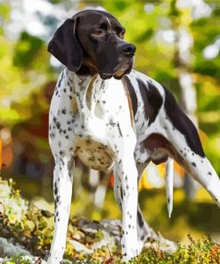 English Pointer Dog paint by number