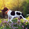 English Pointer Puppy paint by number