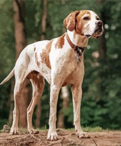 English Pointer paint by number