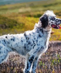 English Setter Dog paint by number