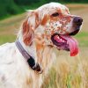 English Setter Puppy paint by number