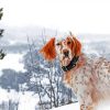 English Setter In The Snow paint by number