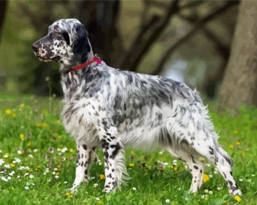 English Setter paint by number