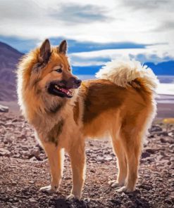 Eurasier Puppy paint by number