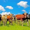 Flock Of Real Cows In A Field paint by numbers