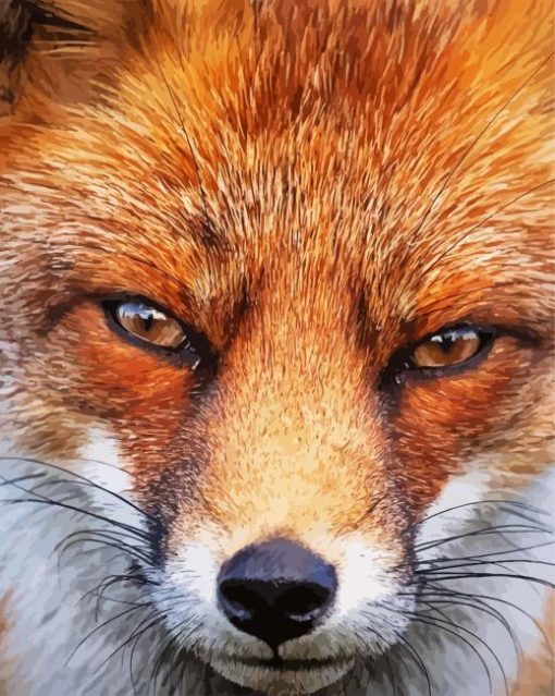 Fox Close Up Animal paint by numbers