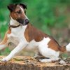 Fox Terrier Dog Animal paint by number