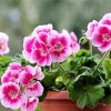 Pink Geranium Flower In Pot paint by number