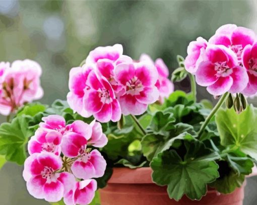 Pink Geranium Flower In Pot paint by number