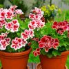 Geranium Flowers In Pot paint by number