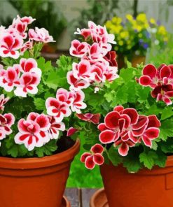 Geranium Flowers In Pot paint by number