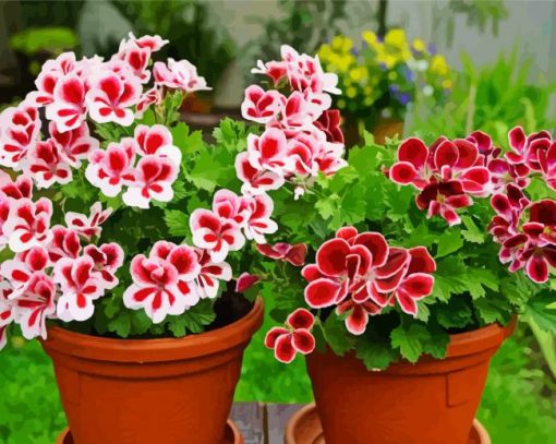 Geranium Flowers In Pot paint by number