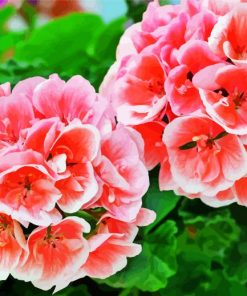 Geraniums Flowers paint by number