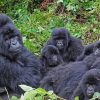 Gorilla Family paint by number