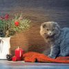 Grey Cat And Red Candle paint by number