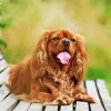 Happy Cavalier King Charles Spaniel paint by number