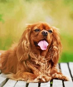 Happy Cavalier King Charles Spaniel paint by number