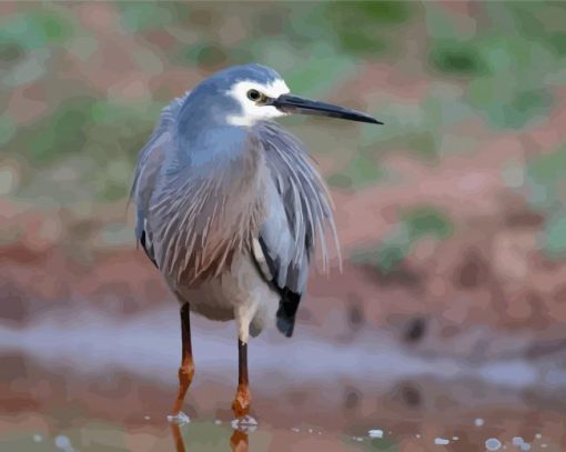 Herron Bird paint by number