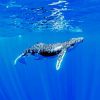 Humpback Whale Underwater paint by number