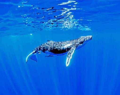 Humpback Whale Underwater paint by number