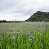 Iris Flowers Field paint by number