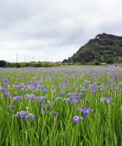 Iris Flowers Field paint by number