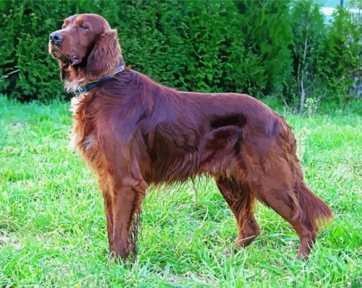 Irish Setter Dog paint by number