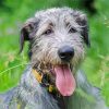 Irish Wolfhound Animal paint by number