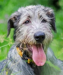 Irish Wolfhound Animal paint by number