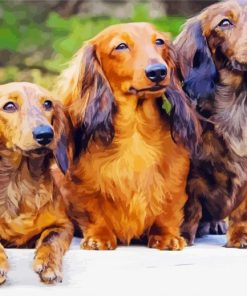 Long Haired Dachshund paint by number