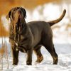 Neapolitan Mastiff In Snow paint by number