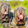 Neapolitan Mastiff Puppies paint by number