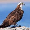 Osprey Bird Animal paint by number