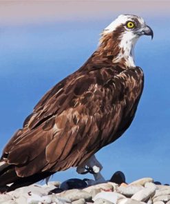 Osprey Bird Animal paint by number