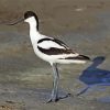 Piet Avocet Bird paint by number