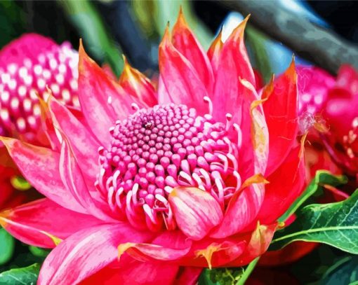 Pink Australian Flowers paint by number