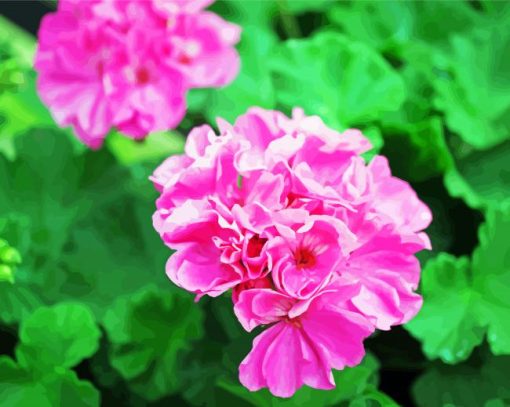 Pink Geraniums paint by number