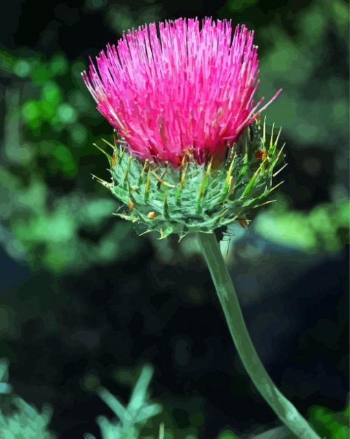 Pink Thistle Plant paint by number