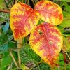 Poison Ivy In Autumn paint by number