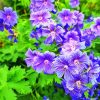 Purple Geraniums Flowers paint by number