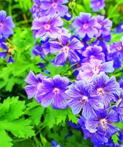 Purple Geraniums Flowers paint by number