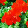 Red Geraniums Flowers paint by number