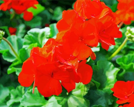 Red Geraniums Flowers paint by number