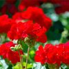 Red Geraniums paint by number