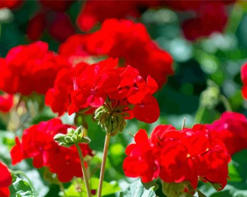 Red Geraniums paint by number