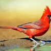 Red Northern Cardinal paint by number