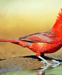 Red Northern Cardinal paint by number